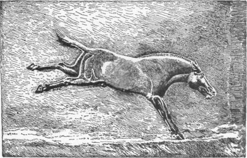 FIG. 7.—WILD ASS. BAS-RELIEF, BRITISH MUSEUM.  (FROM PERROT AND CHIPIEZ.)